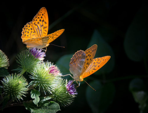 5 MINUTOS CON… Efecto mariposa y cambio climático